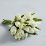 Tulip Bouquet Cream