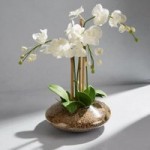 Dorma Large Orchid in Glass Bowl White