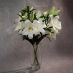 Dorma Stargazer Lilies White