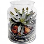 Green Succulent Plant in Jar Green