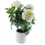Hydrangea Plant in White Pot Cream