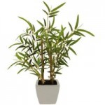 Bamboo Plant in White Pot Green