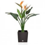 Bird of Paradise Plant in Black Pot Black / Green