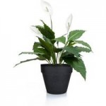 Spathiphyllum Bush Green