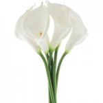 Pack of 6 Premium White Calla Lily Stems White