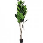 Premium 180cm Rubber Plant Green