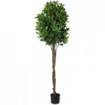 Premium 150cm Double English Bay Topiary Green