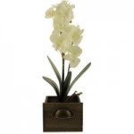 Double Orchid 50cm Plant Cream