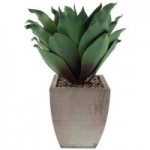 Green Succulent Plant in Wood Planter Green