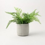 Fern in Concrete Pot Green