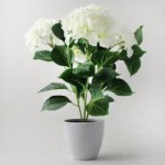 Cream Hydrangea Plant Cream