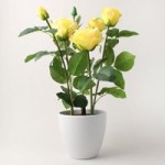 Yellow Rose Plant Yellow
