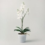 Cream Mini Orchid in Pot Cream