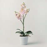 Lilac Mini Orchid in Pot Lilac