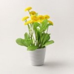 Yellow Bellis Plant Yellow
