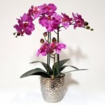 Pink Orchid in Silver Vase Pink