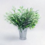 Pack of 24 Variegated Ficus Spray Green