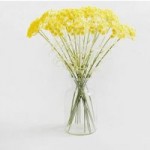 Pack of 18 Yellow Queen Annes Lace Cream (Natural)