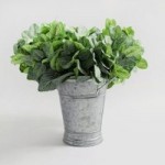 Pack of 12 Green Fittonia Green