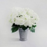 Pack of 6 Cream Hydrangea Bush White