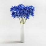 Pack of 12 Blue Agapanthus Blue