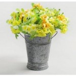 Pack of 6 Yellow Primula Narcissus Bundl Yellow