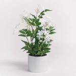 Jasmine Plant in White Pot White