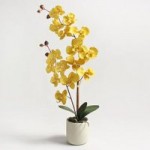 Ochre Orchid in Cream Pot Ochre