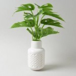 Cheeseplant in White Vase Green