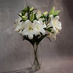 Dorma Stargazer Lilies White