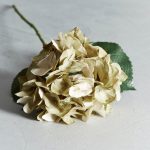 Green Hydrangea Stem Green