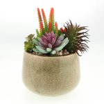 Succulent Garden in Ceramic Pot Green