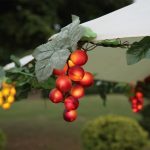 Set of 100 Canopy Grape Lights Orange / Green