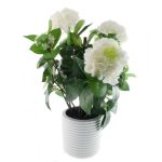 Hydrangea Plant in White Pot Cream