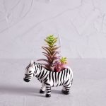 Red Succulent in Zebra Pot Red