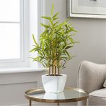 Bamboo Plant in White Pot Green