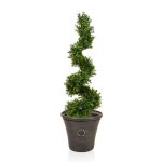Topiary Buxus Spiral Tree Green