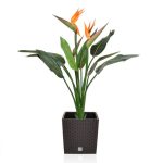Bird of Paradise Plant in Black Pot Black / Green