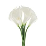 Pack of 6 Premium White Calla Lily Stems White
