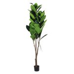 Premium 180cm Rubber Plant Green