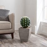 Cactus in Wood Planter Green