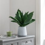 Green Succulent Plant in Cement Planter Green
