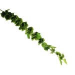 Molucella 120cm 3 Piece Spray Green