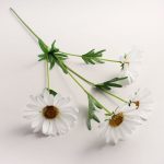 Cream Daisy Spray Cream