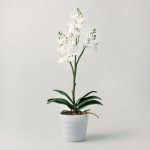 Cream Mini Orchid in Pot Cream