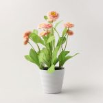 Pink Bellis Plant Pink