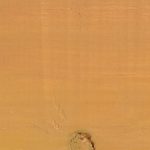 Protek Mustard Yellow Wood Stain and Protector Yellow