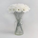 Pack of 24 Cream Spider Gerbera Cream
