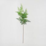 Pack of 12 Asparagus Fern Green