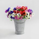 Pack of 12 Anemone Bundle NA
